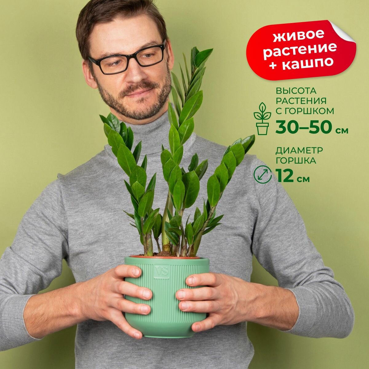 Замиокулькас в горшке живое растение в зеленом пластиковом кашпо 19 л