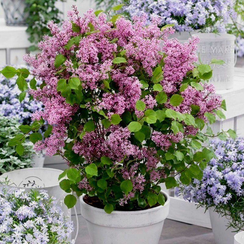 Карликовая сирень Мейера Флауэрвеста в горшке 2 л