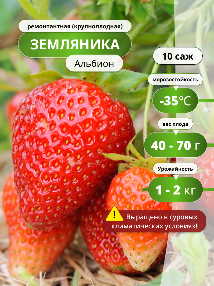 Клубника ремонтантная Альбион 10 шт красная крупноплодная морозостойкая