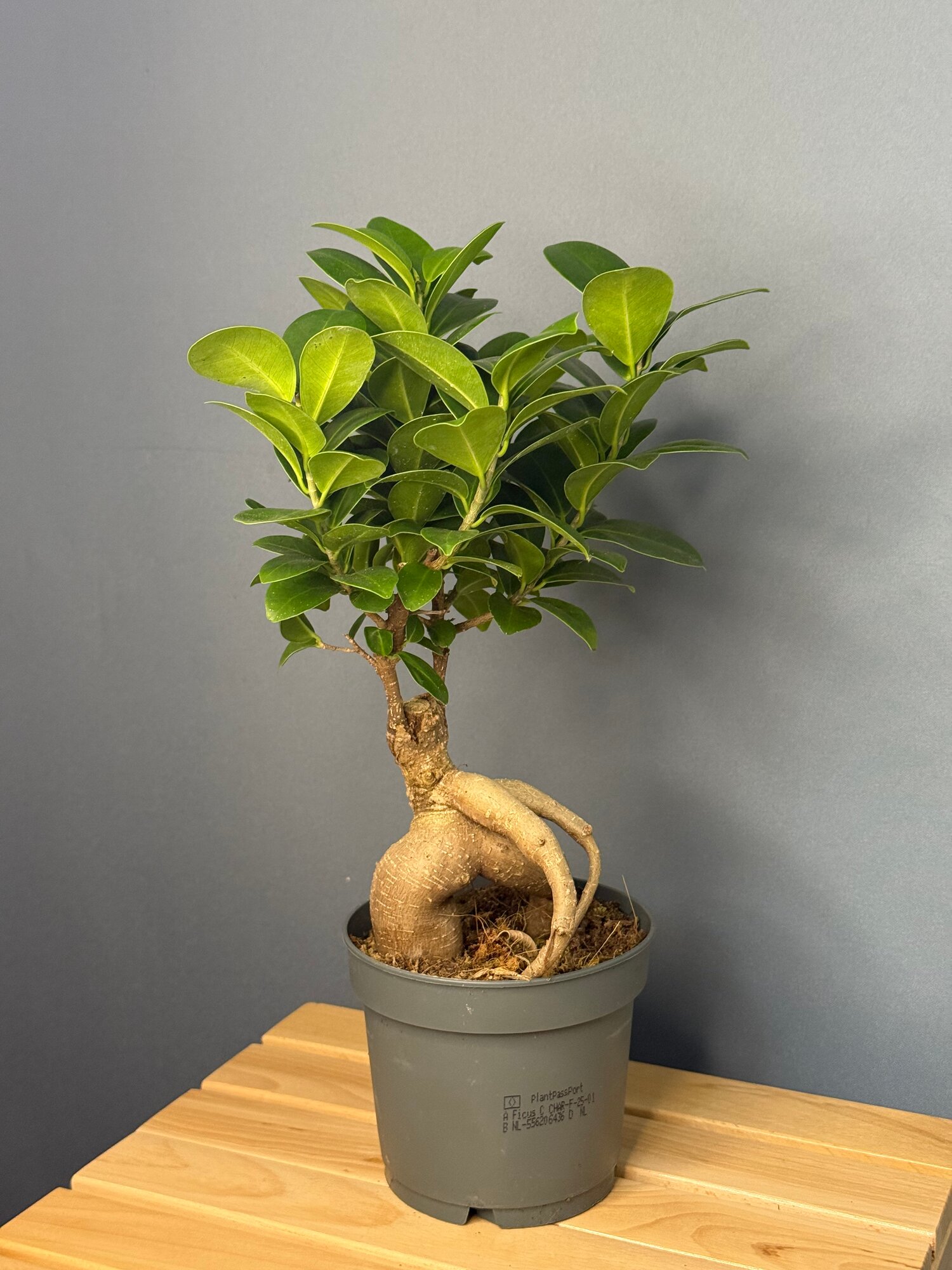 Фикус микрокарпа «Гинсенг» (Ficus microcarpa Ginseng) — мини-дерево с выразительным корнем