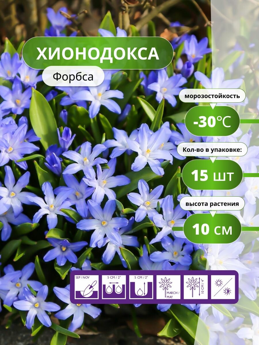 Хионодокса Форбса (15 луковиц) / луковичные многолетние цветы