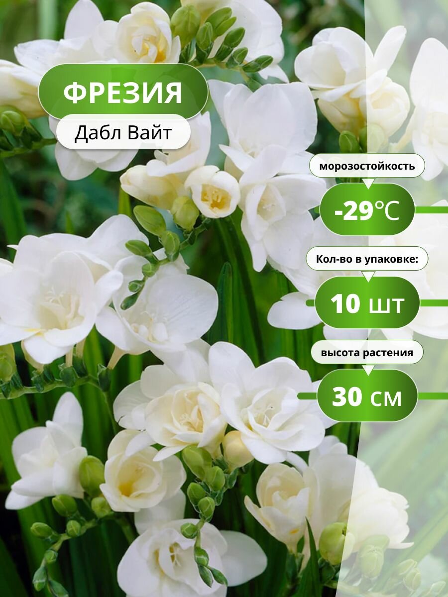 Луковицы Holland Bulb Market "Дабл Вайт" фрезия многолетник 10шт