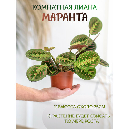 фото Geo glass: маранта домашняя , живое растение для дома и офиса , цветок марант geoglass