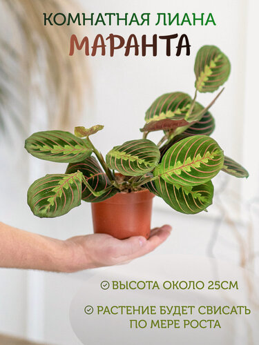 Изображение товара Geo Glass: Маранта домашняя , живое растение для дома и офиса , цветок марант