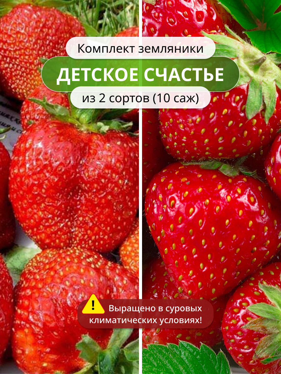 Комплект клубники Детское счастье из 2 сортов Королева Виктория и Королева Елизавета