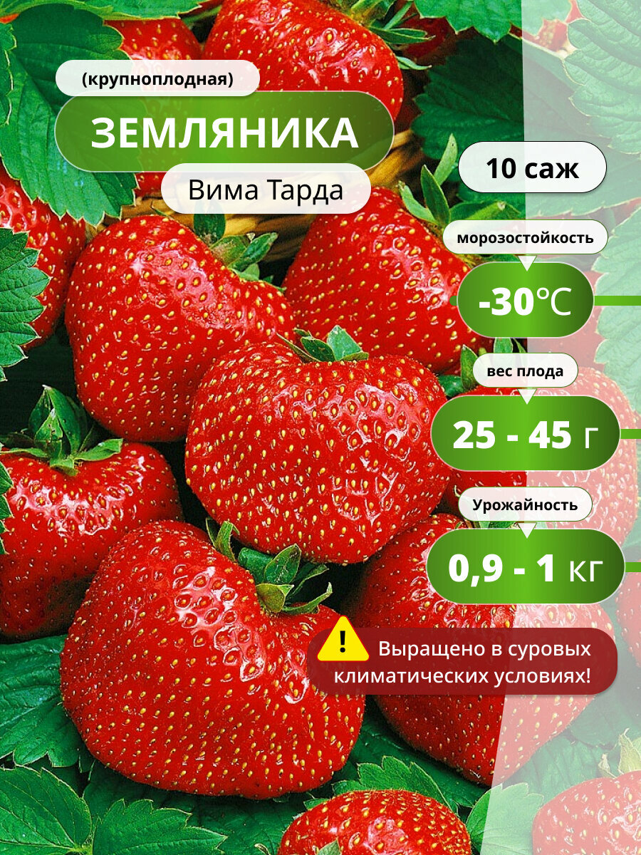 Клубника Вима Тарда крупноплодная многолетняя красная 10шт