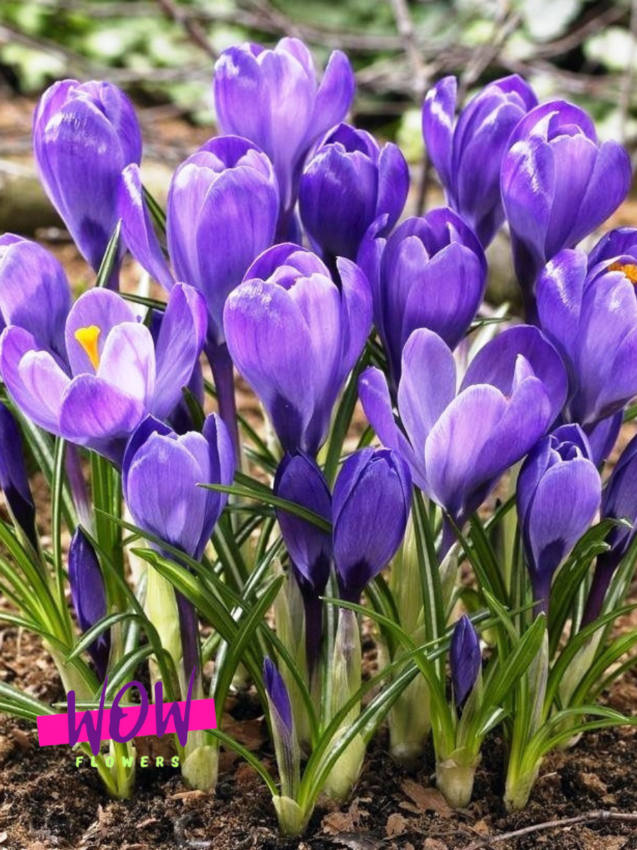 Луковицы цветов  WOW FLOWERS  Крокус Ремембрас  фиолетовый ( 5 штук )