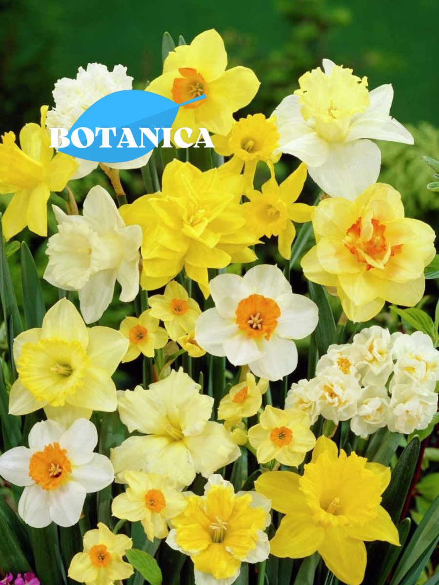 Луковицы цветов botanica garden Нарциссы Микс (3 штуки) разноцветный