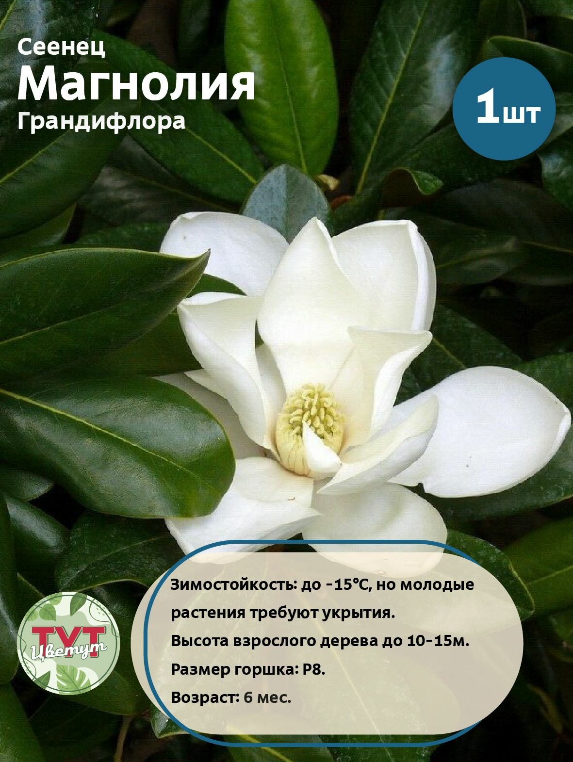 Магнолия Грандифлора в горшке Р8  1 шт 