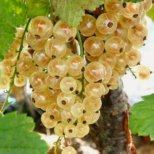 Изображение товара Смородина белая Императорская / 2 шт смородины, морозостойкий многолетник