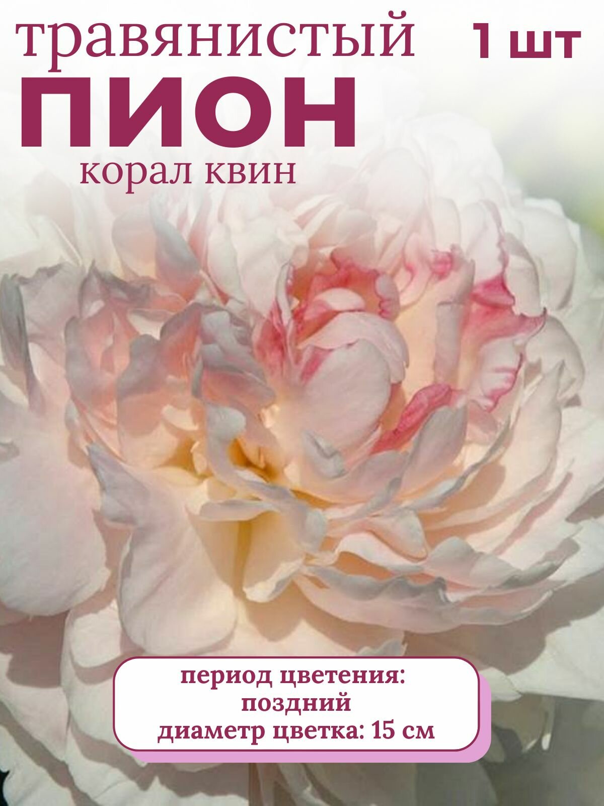 Пион травянистый многолетние цветы 1 шт