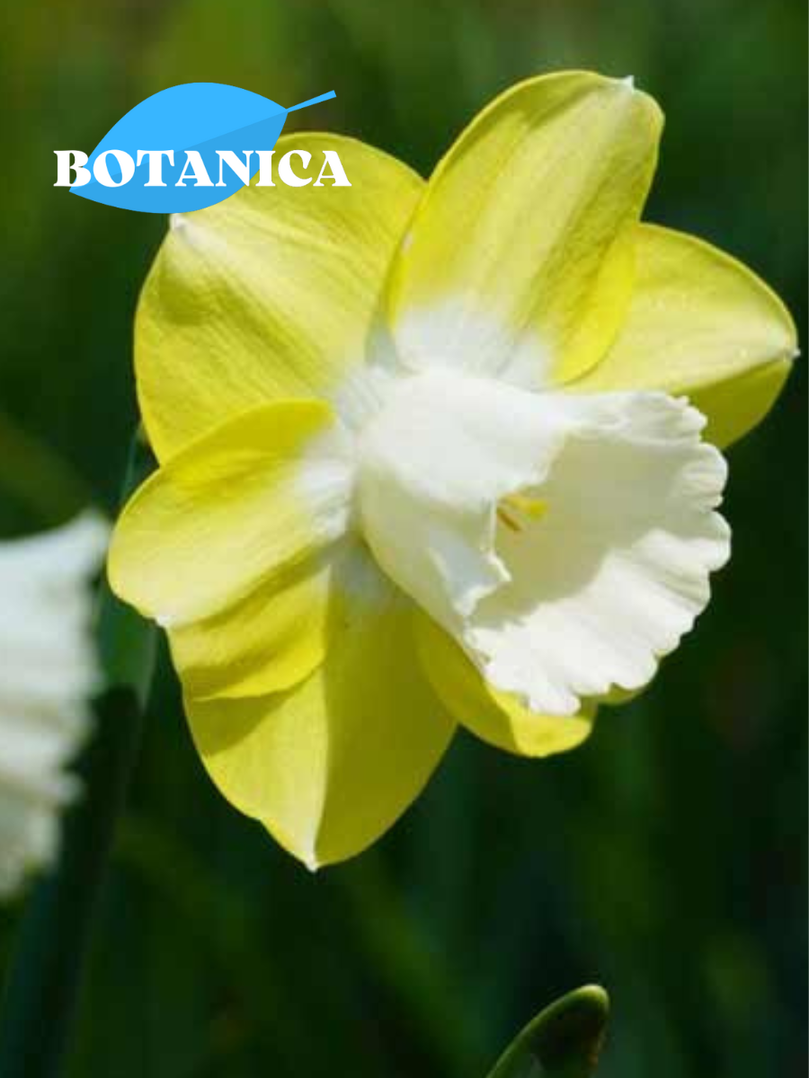 Луковицы цветов botanica garden  Нарцисс Вердин (3 штуки) желто-белый