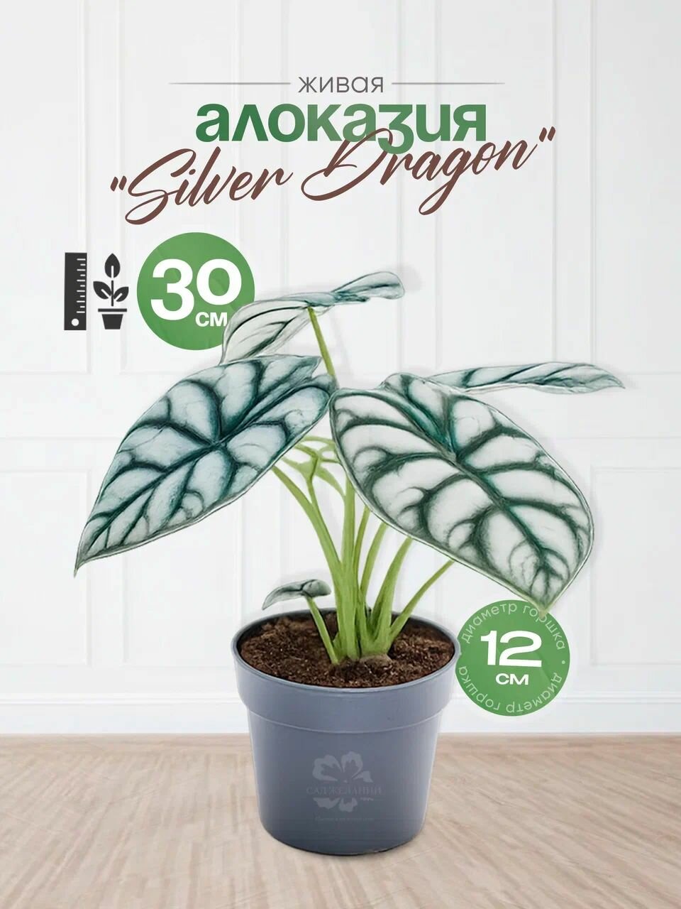 Алоказия Silver Dragon 35х12