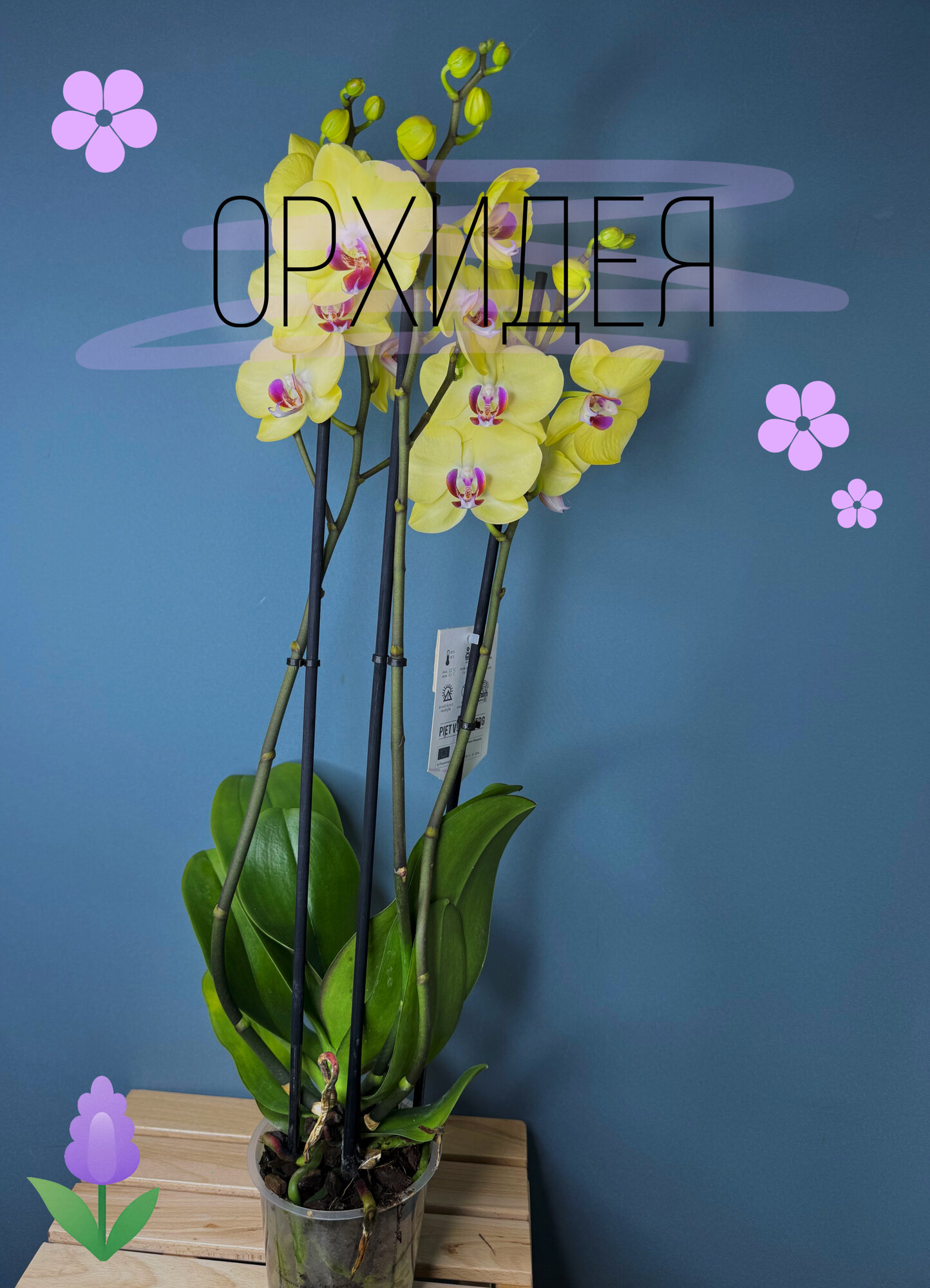 Орхидея Фаленопсис (Phalaenopsis) в нежно-лимонном оттенке — элегантное цветение для вашего интерьера
