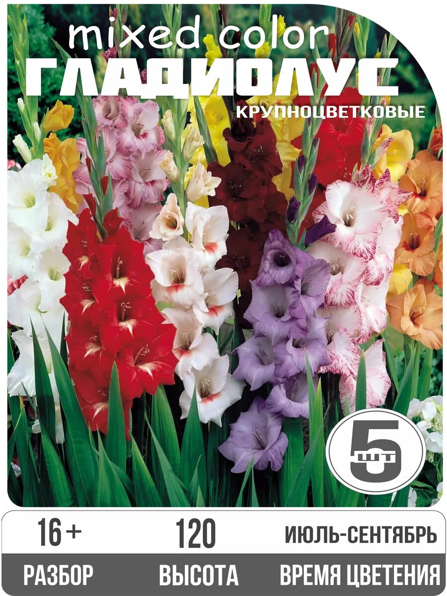 Гладиолус Луковица Ассорти сортов 5шт