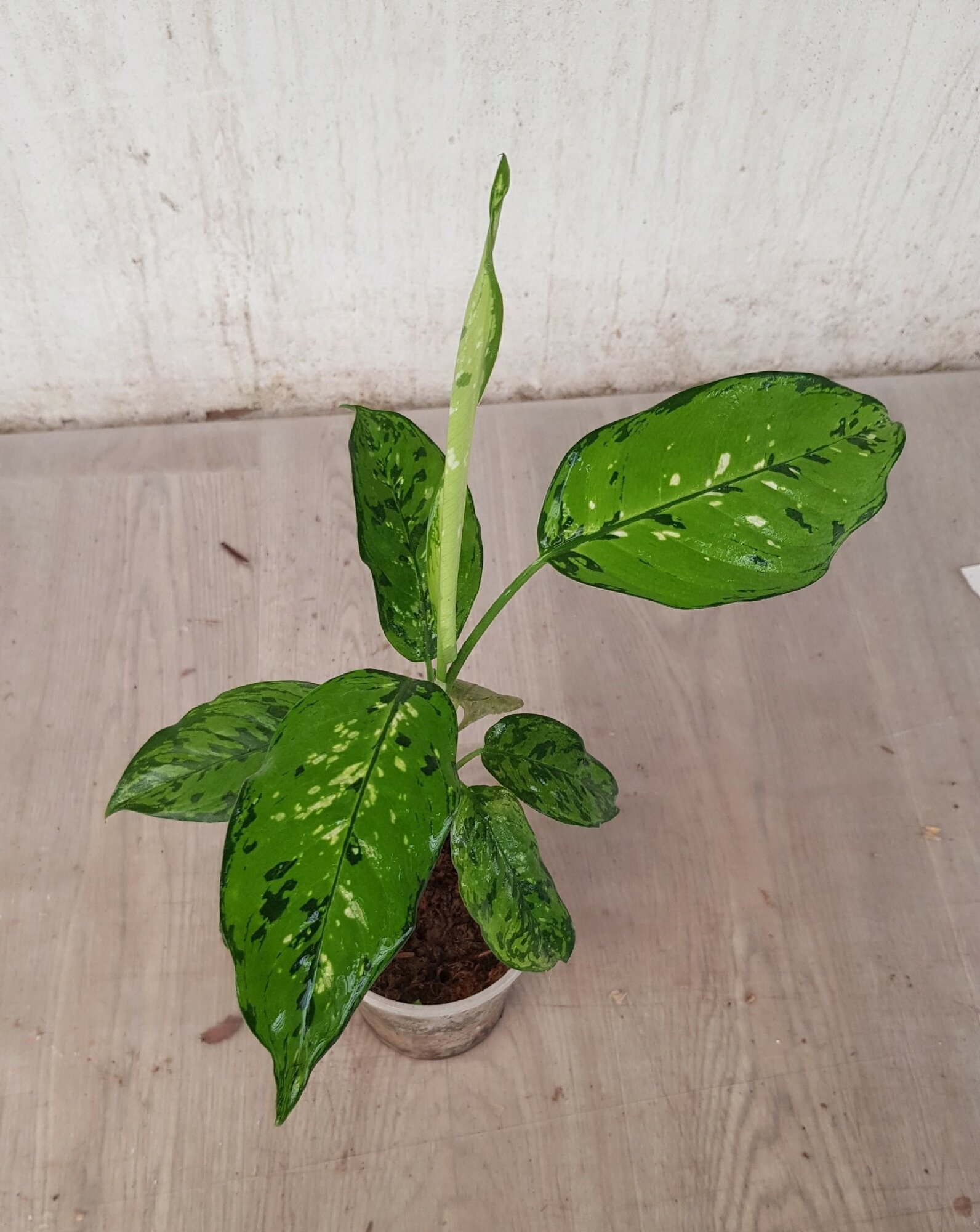 Dieffenbachia sp Tricolor