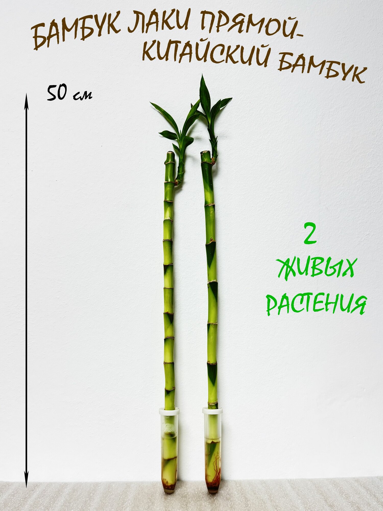 Бамбук Лаки прямой 2шт высота 45-50см