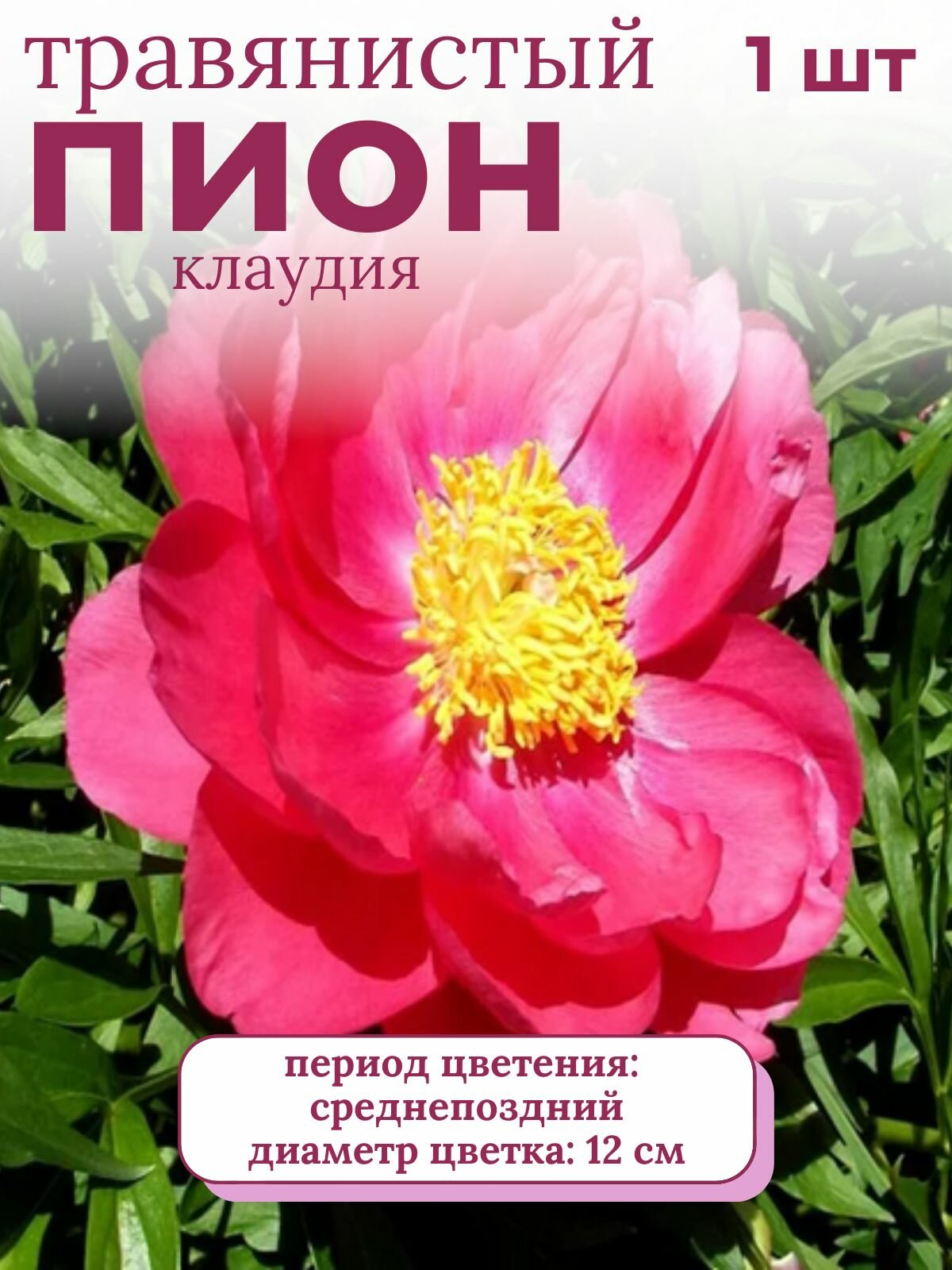 Пион травянистый многолетние цветы 1 шт