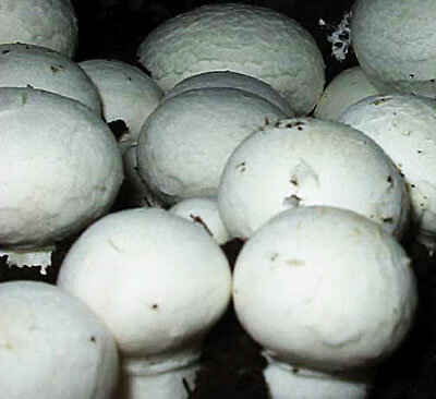 Мицелий зерновой 