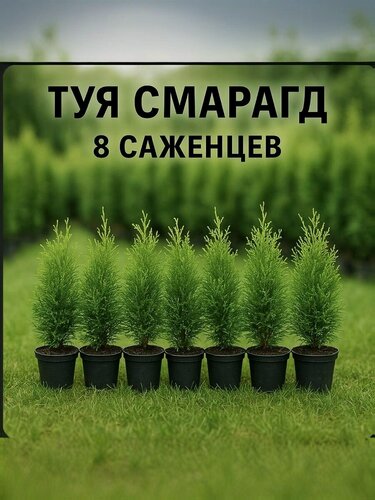 Изображение товара Туя "Смарагд", для декоративного озеленения, многолетняя, морозоустойчивая