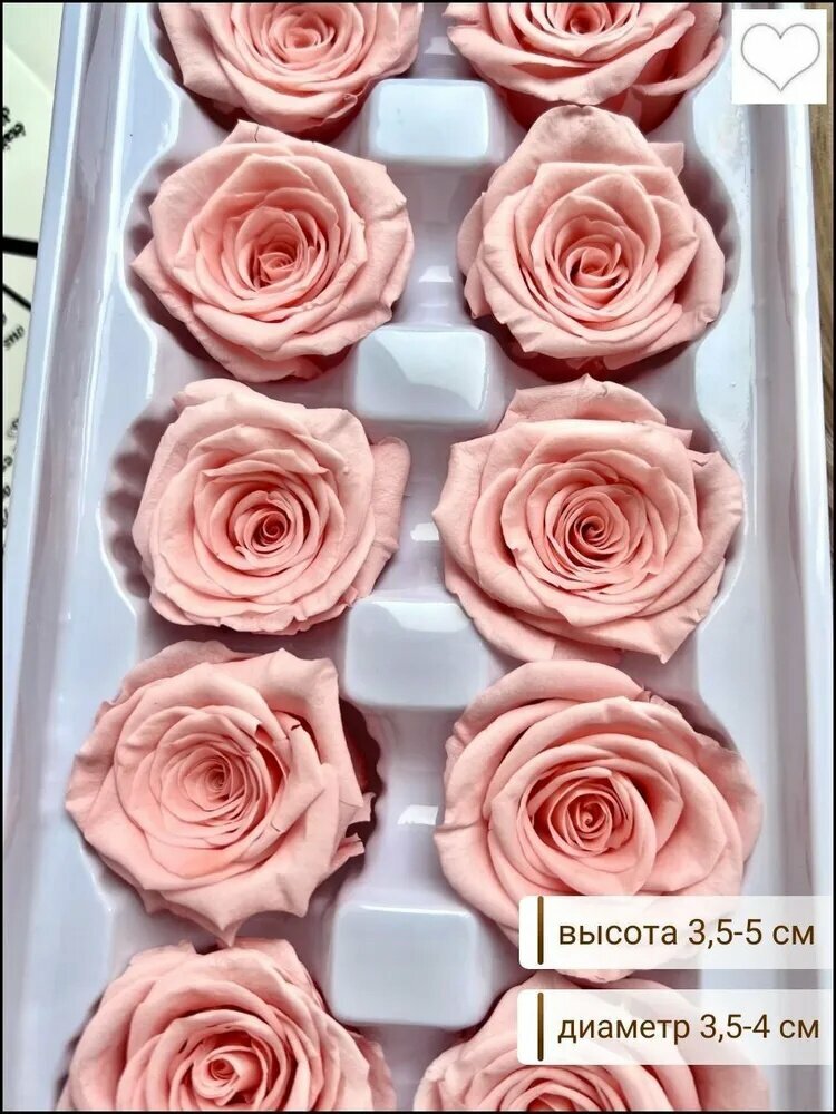 Стабилизированные цветы Роза, 10 шт