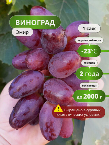 Изображение товара Виноград Эмир, раннеспелый сорт, высокоурожайный, морозоустойчивый, 1