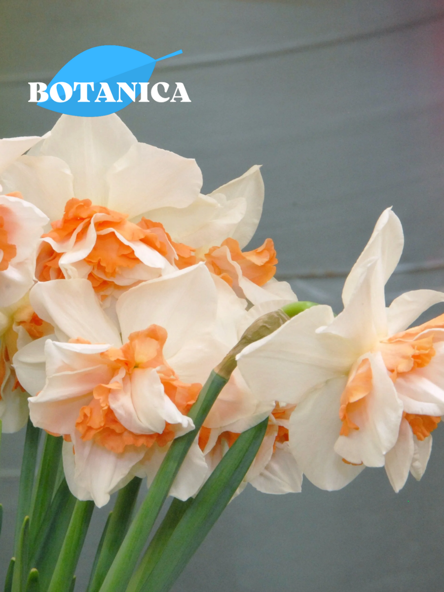 Луковицы цветов botanica garden Нарцисс Реплит ( 3 штуки )