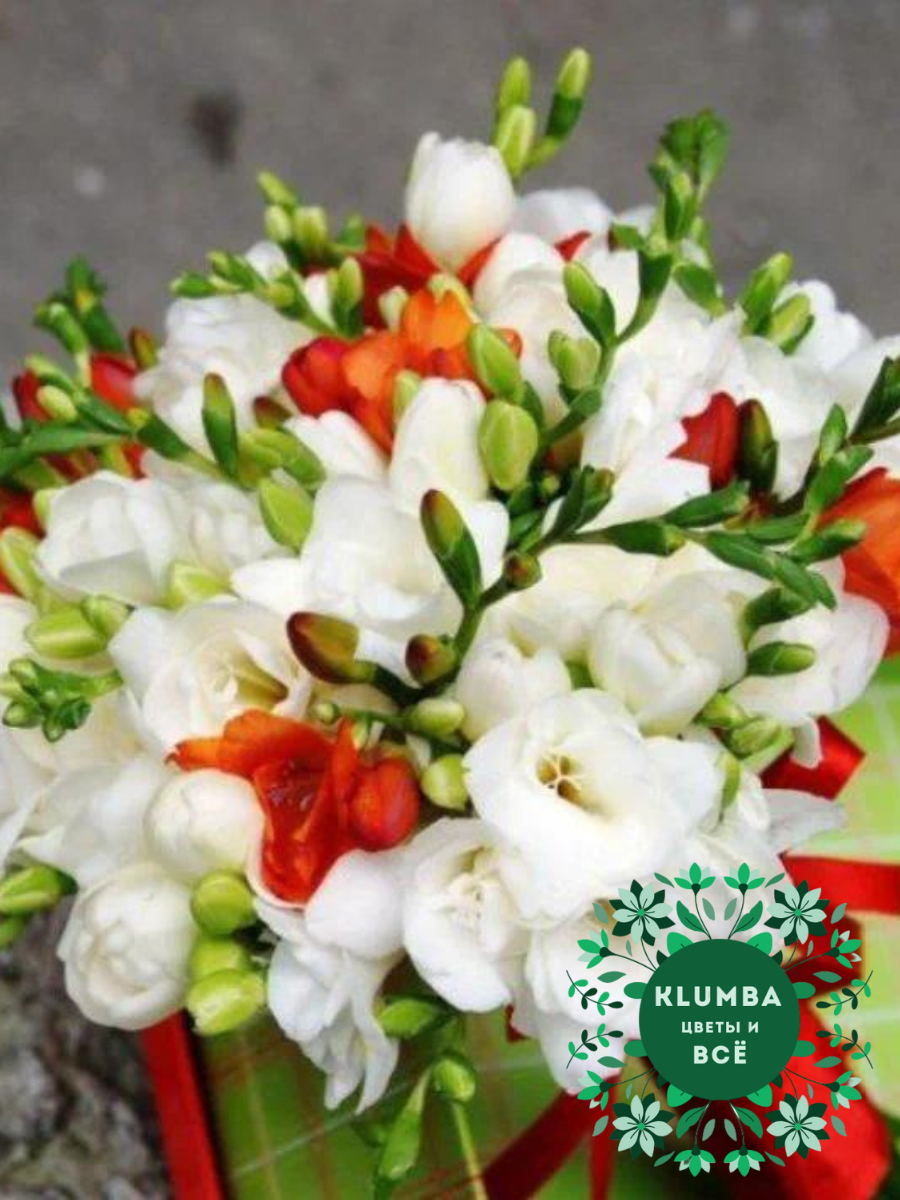Луковицы цветов , Клумба , Луковицы Фрезия RED AND WHITE ( 10 шт )