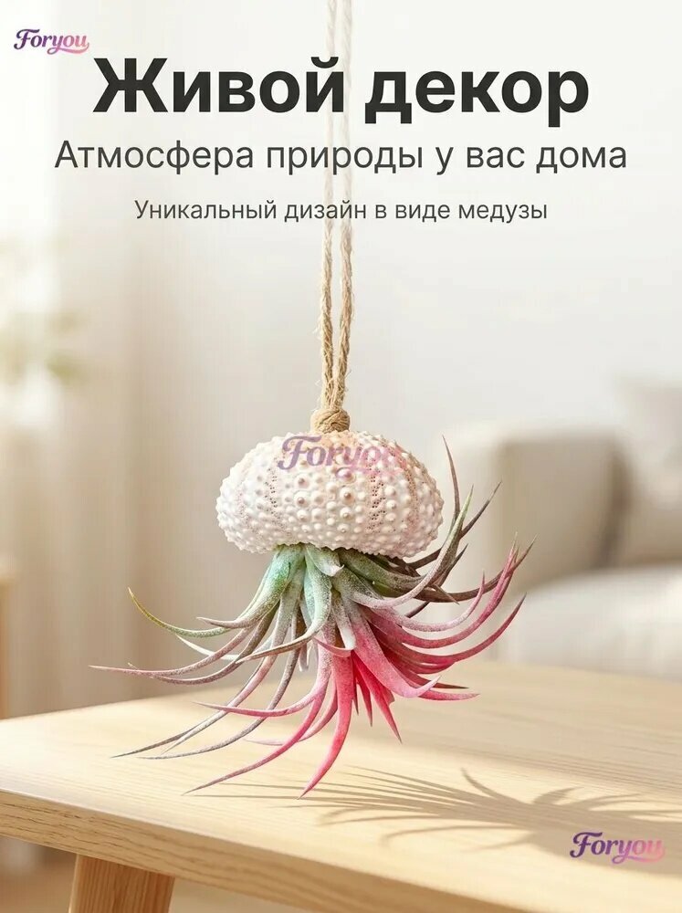 Воздушные тилландсии для дома: неприхотливые растения очищающие воздух