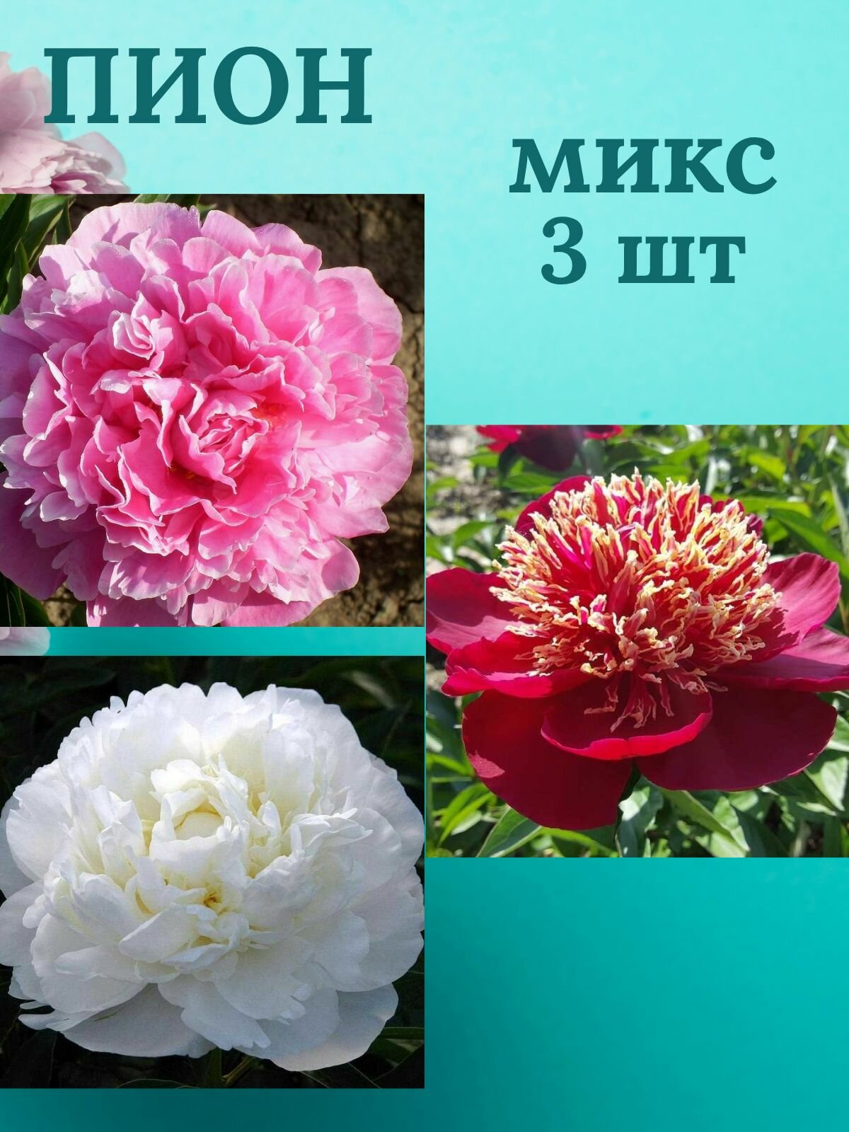 Пионы многолетние цветы Микс из 3 штук