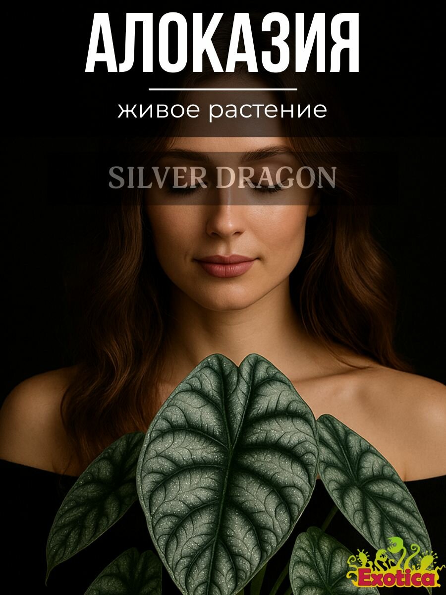 Алоказия Сильвер Драгон (Alocasia Silver Dragon) D6см, домашний цветок