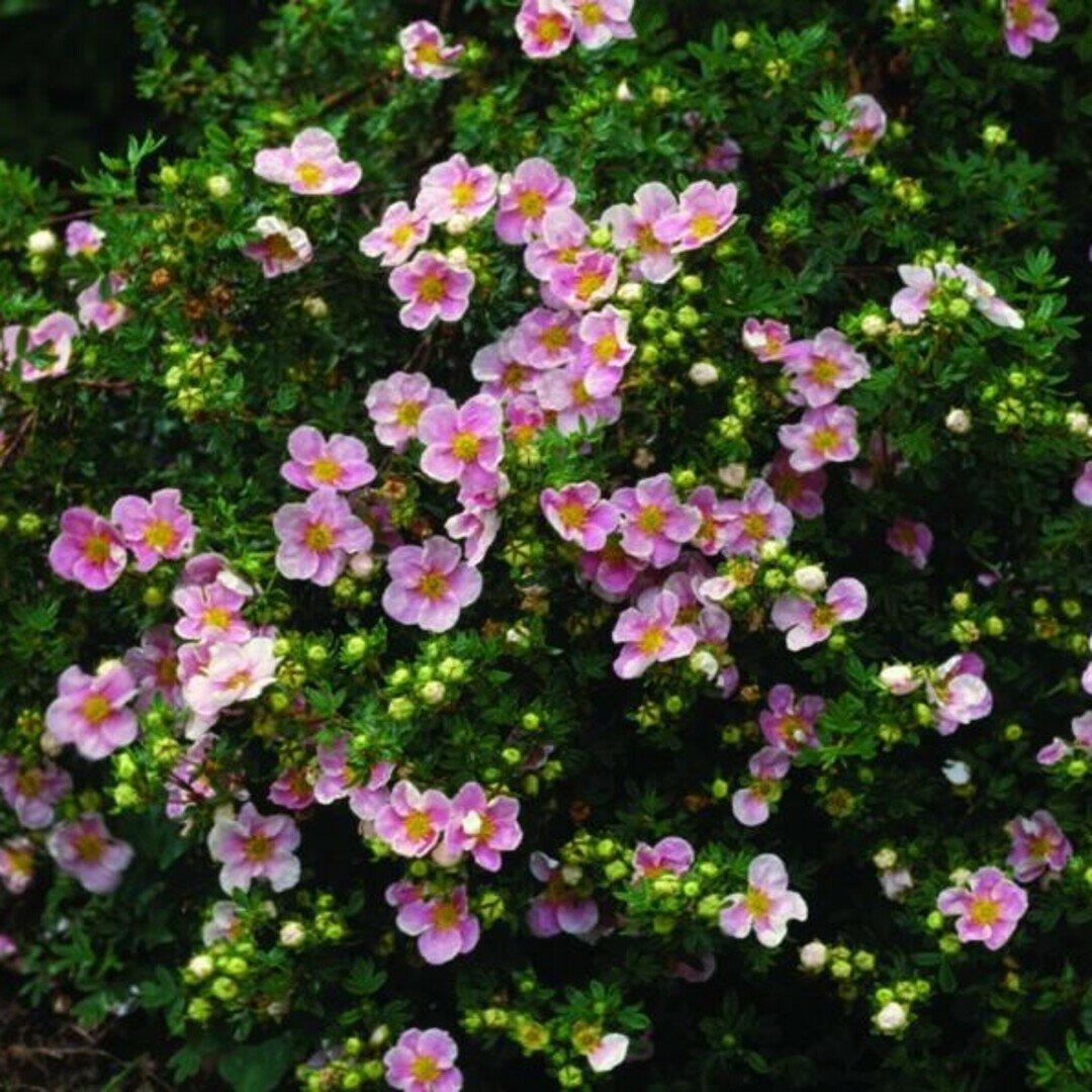Лапчатка кустарниковая Претти Полли (Potentilla fruticosa Pretty Polly) / 1 шт
