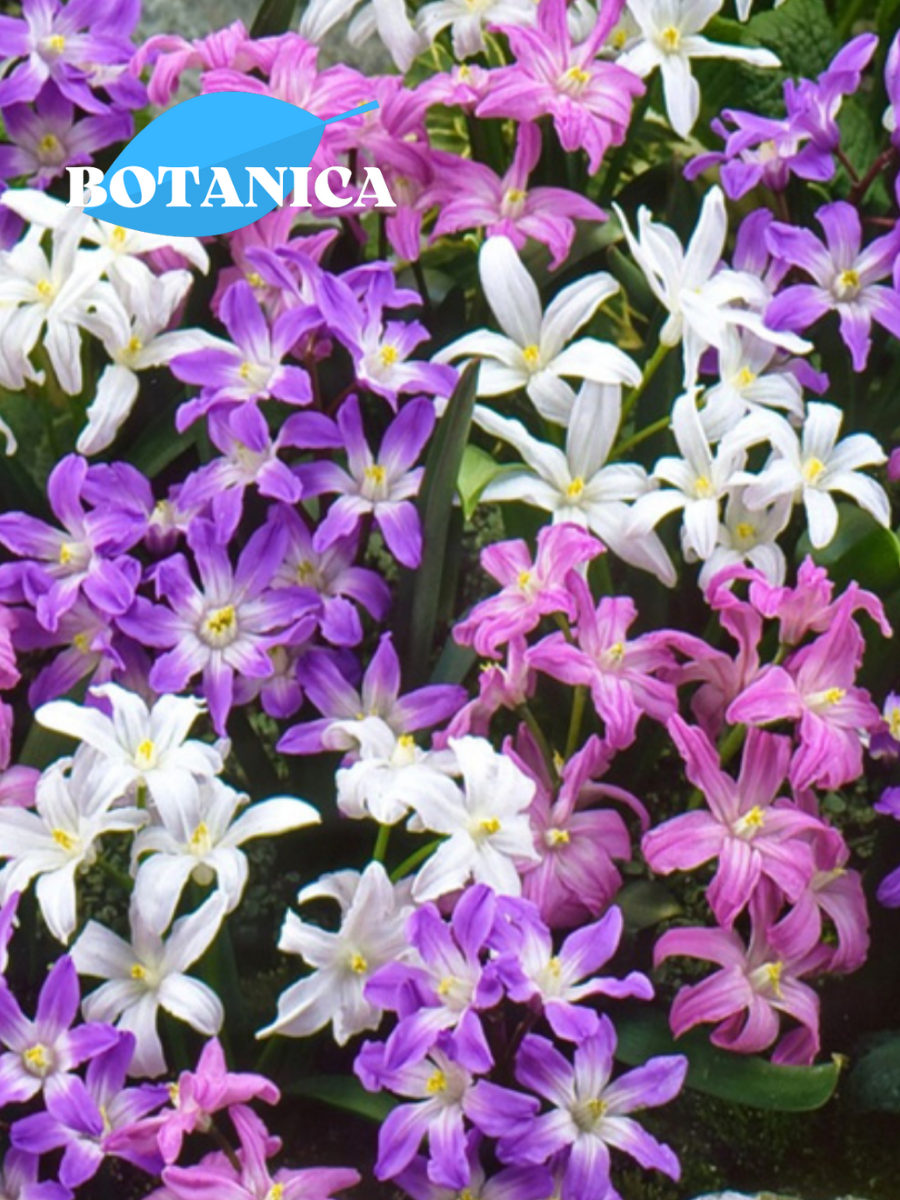 Луковицы цветов botanica garden Хионодокса Микс 10 штук (разноцветный)