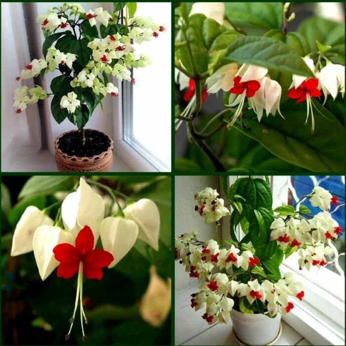 Удобрение для цветов Аминосил, для комнатных и садовых растений — фото 1