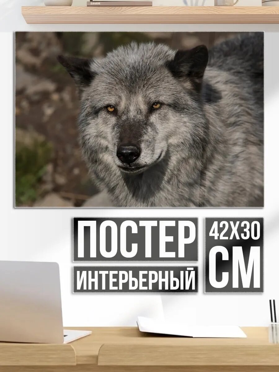 Плакат постер Портрет волка