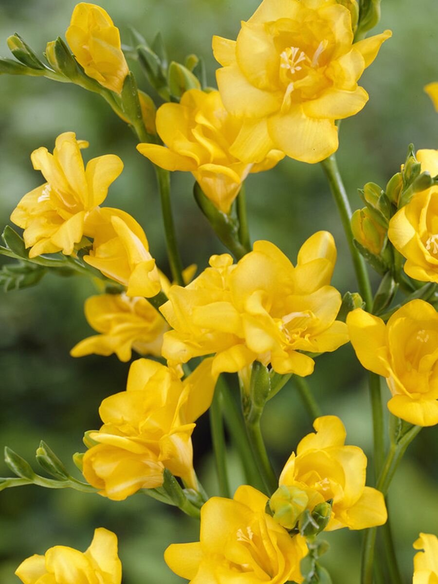 Фрезия Holland Bulb Market  Дабл Йеллоу   многолетняя  луковицы  10 штук