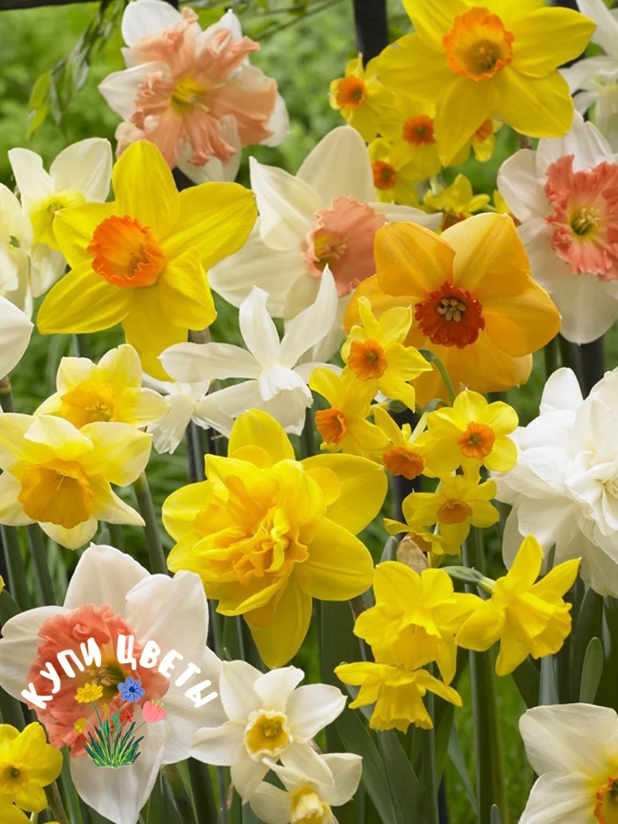 Луковицы цветов  купи цветы  Нарциссы MIX  10 луковиц   разноцветные