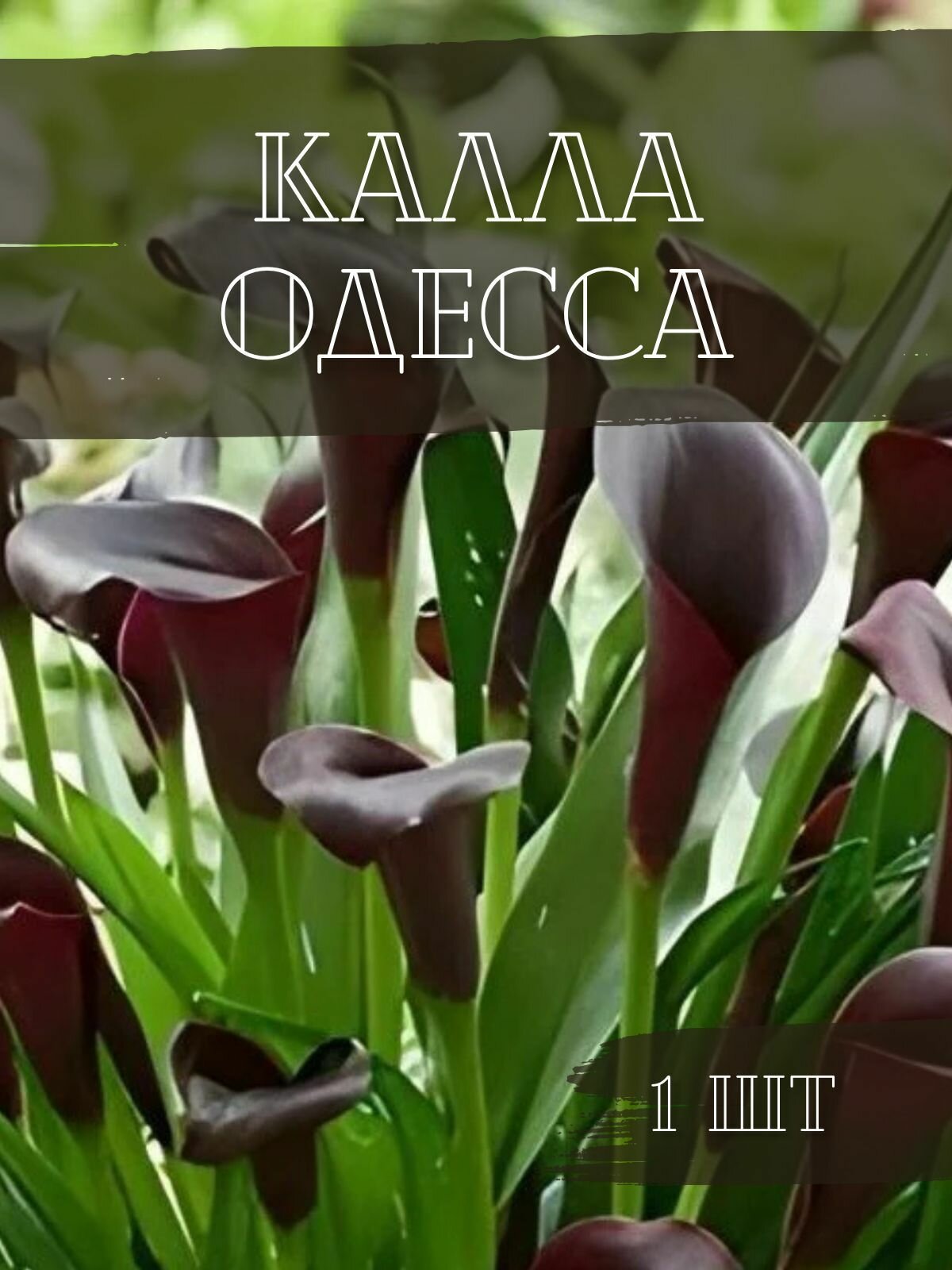 Калла Одесса луковицы клубни корни цветов