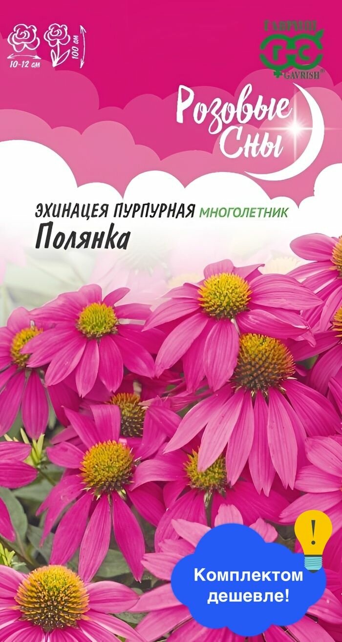 Цветы Эхинацея Полянка