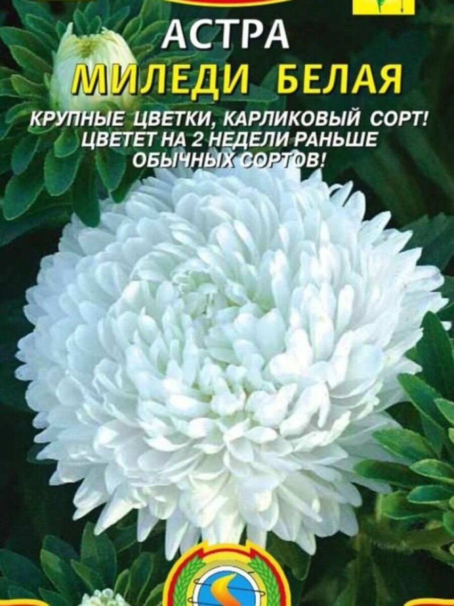 Семена Астра Миледи Белая 01 гр Плазменные семена