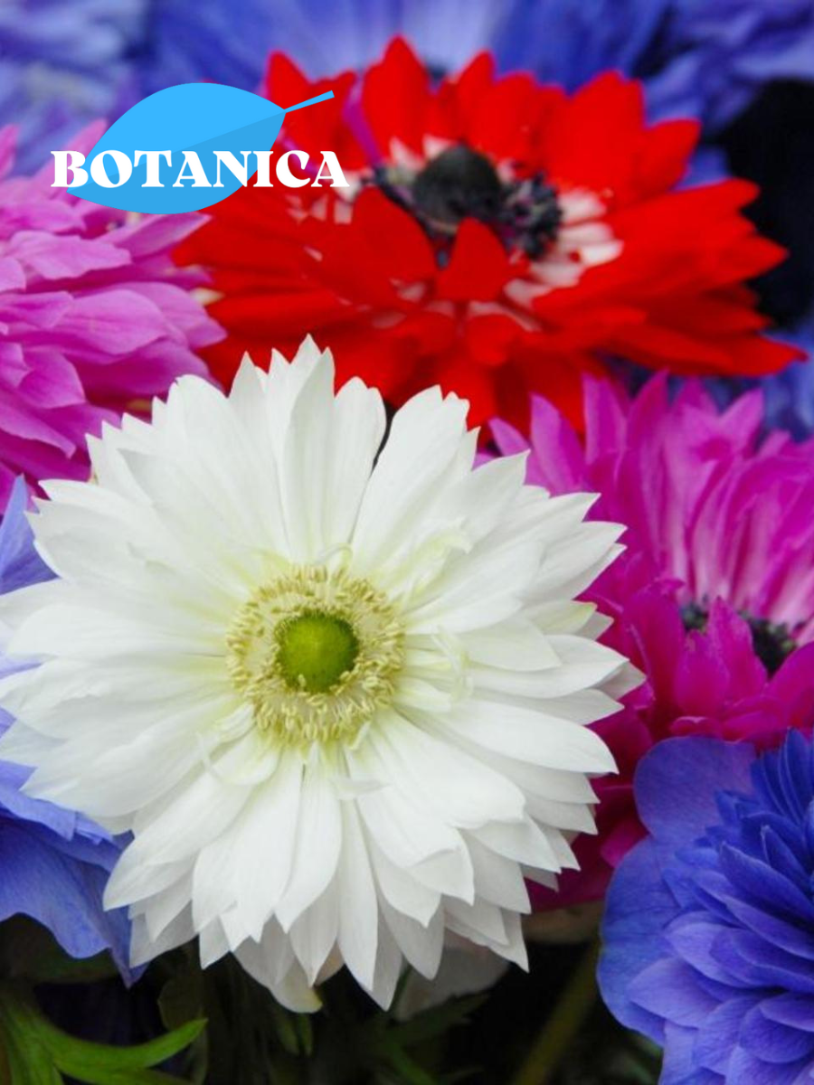 Луковицы цветов botanica garden анемоны бригид смесь 10 штук