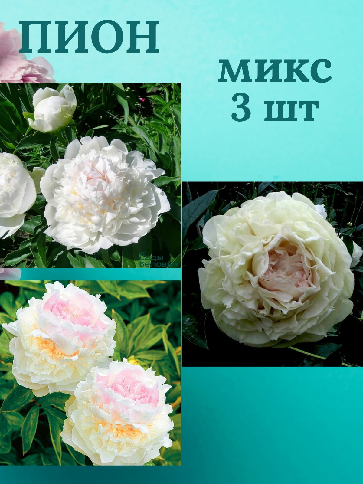 Пионы многолетние цветы Микс из 3 штук