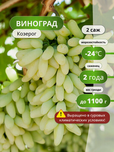 Изображение товара Виноград Козерог, раннеспелый столовый сорт, морозостойкость, 2 шт