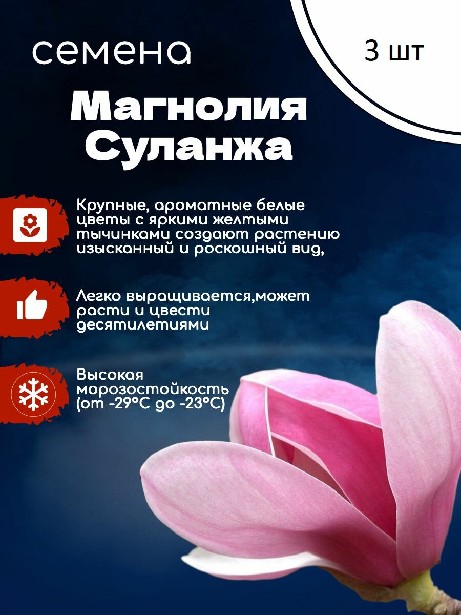 Магнолия Суланжа, морозостойкая, декоративная Семена 3шт + подарок