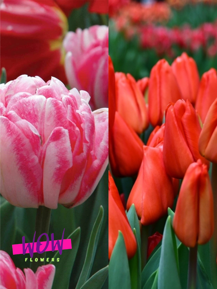 Луковицы цветов WOW FLOWERS TWIN Тюльпан Фокстрот 5 шт \ Тюльпан Лалибела 5 шт ( 10 шт )