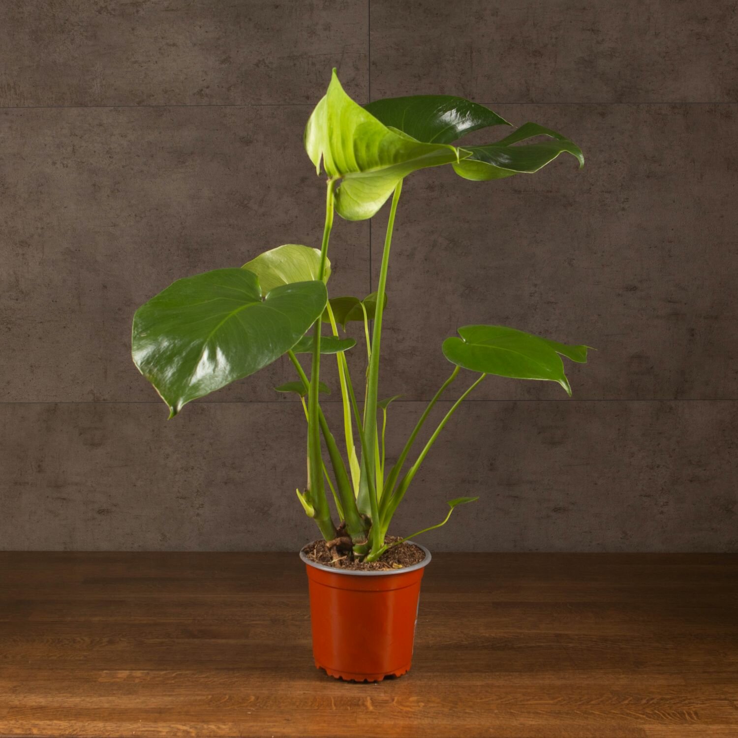 Монстера 50/14