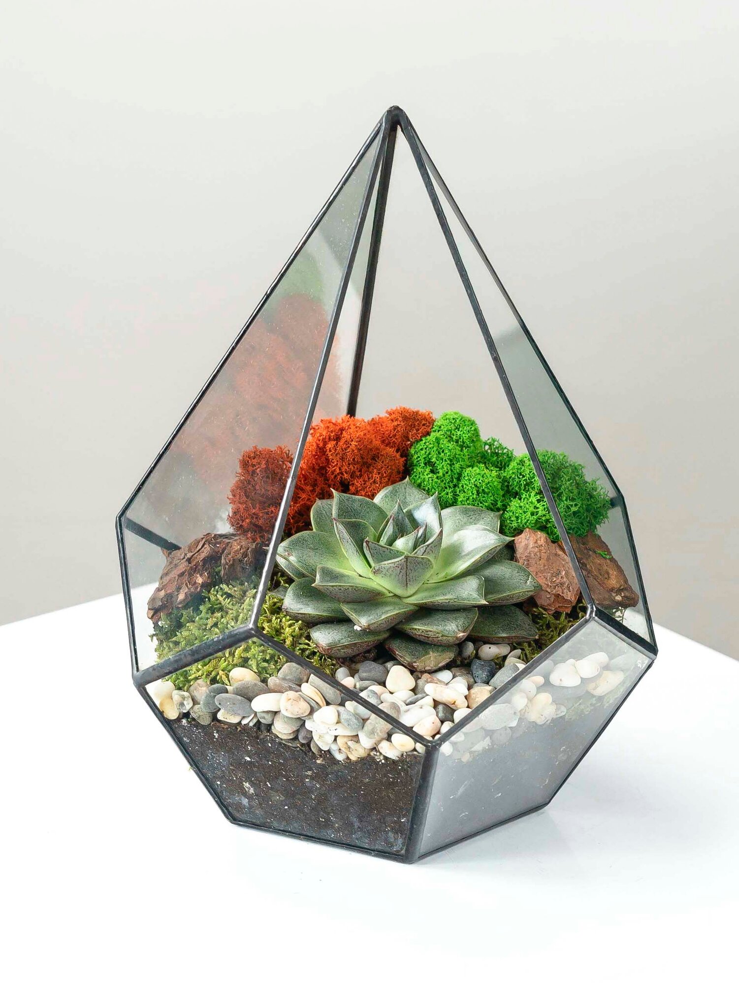 Geo Glass: Живой суккулент Эхеверия , стеклянный флорариум 25 см