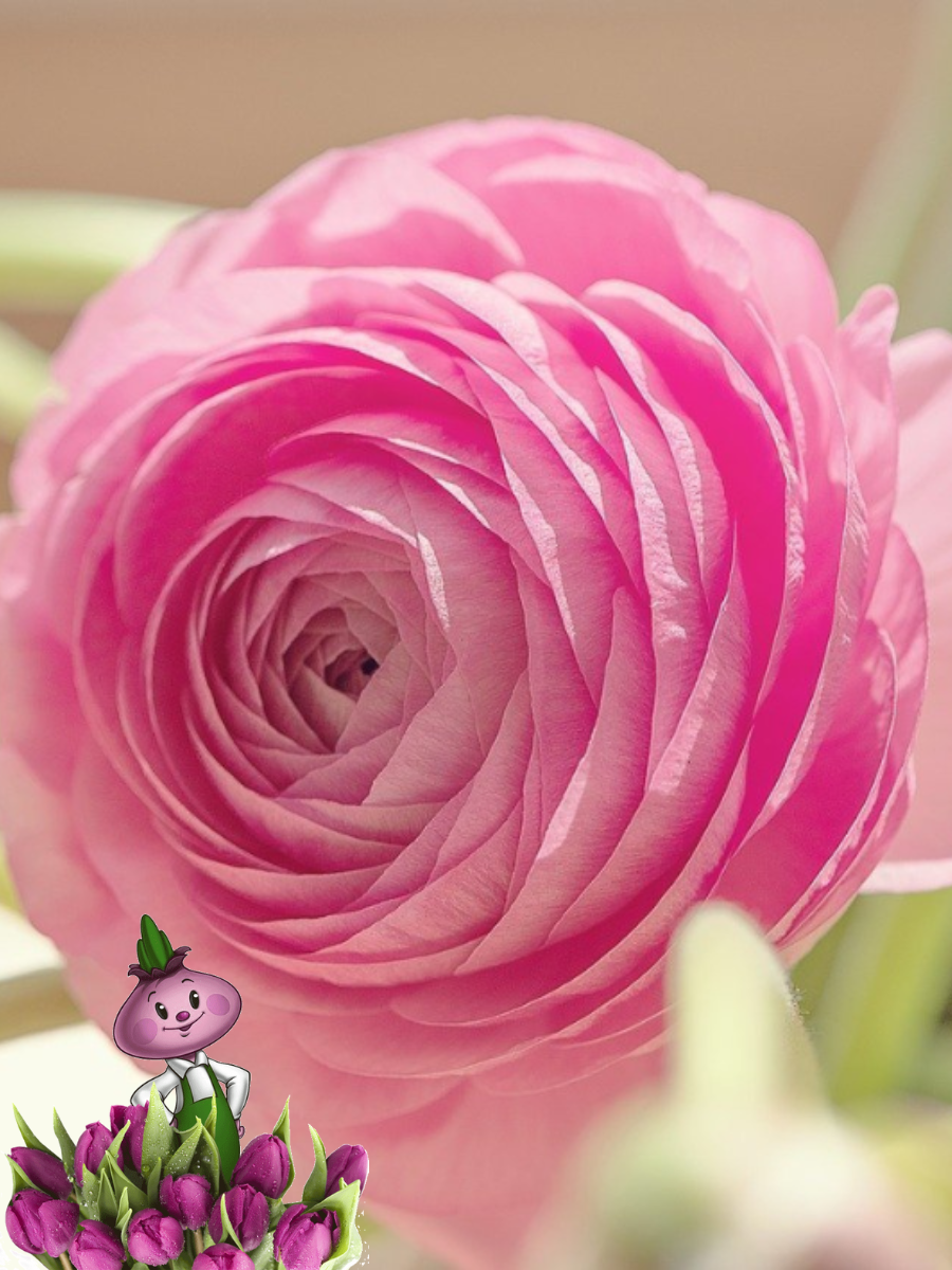 Луковицы цветов, сhipollino flowers, ранункулюс PINK (10 луковиц)