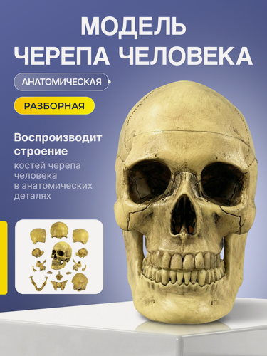 Изображение товара Разборная анатомическая модель черепа человека Corpo de Cranium