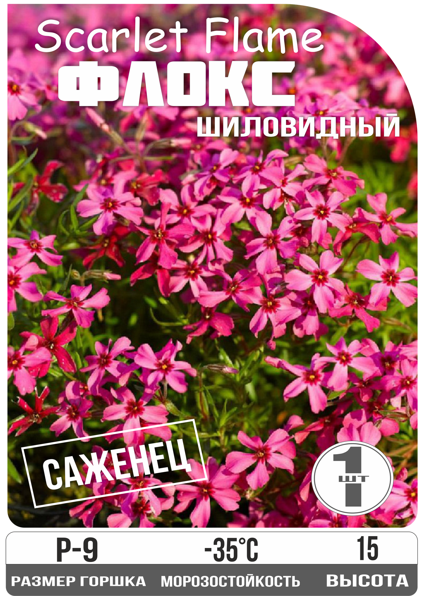 Флокс шиловидный Скарлет Флейм многолетник высота до 15 см красный Eywa